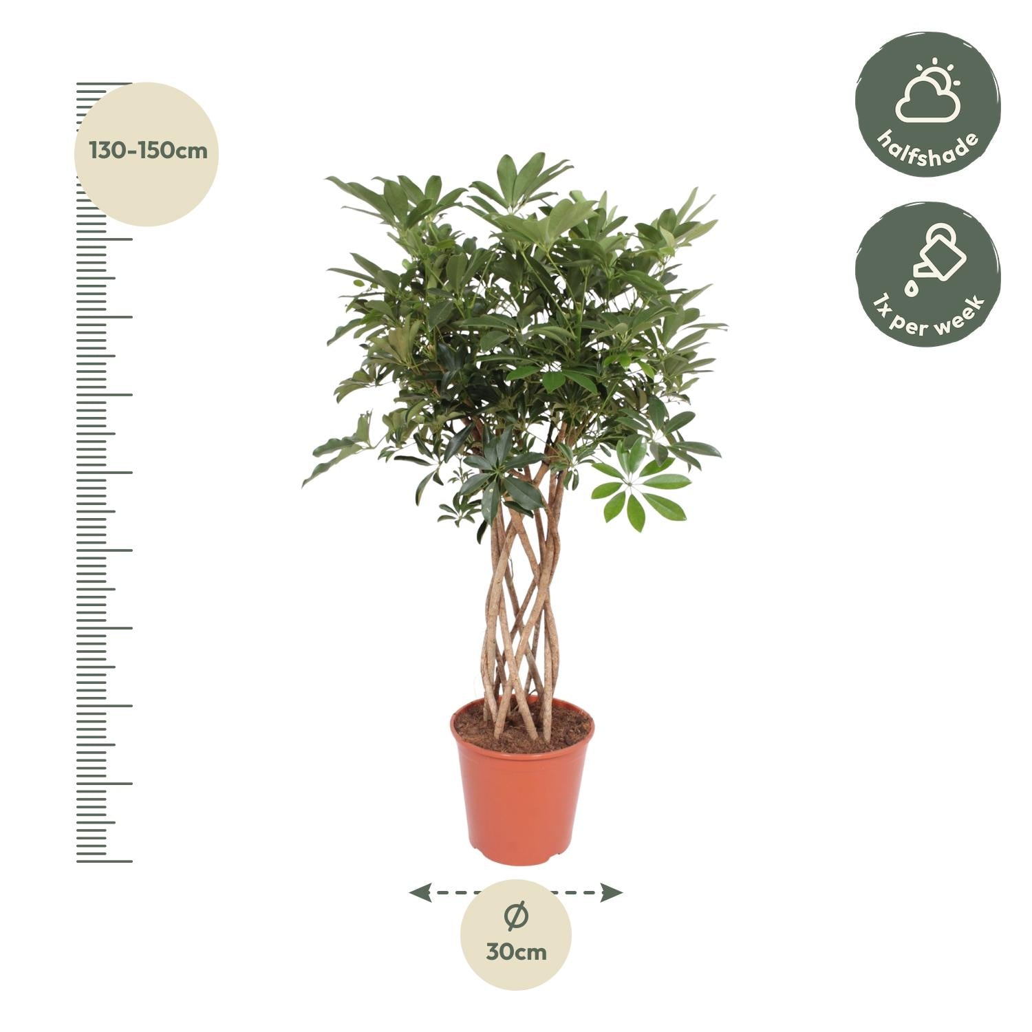 Schefflera arboricola Compacta | Strahlenaralie mit geflochtenem Stamm – Verschiedene Größen