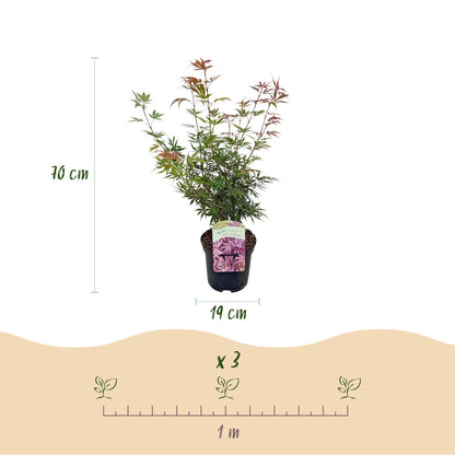 Japanischer Ahorn Jerre Swarts - Dunkelrot - 1 Pflanze - Laubabwerfend - Topf 19cm Höhe 70cm