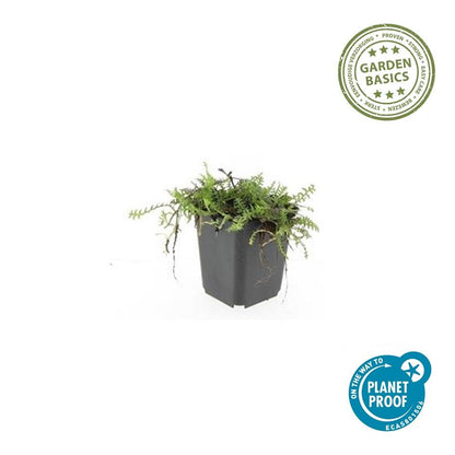 Leptinella squalida – 24 Pflanzen Ø 9 cm – Rasenteppichpflanze &amp; Bodendecker mit filigranem Laub