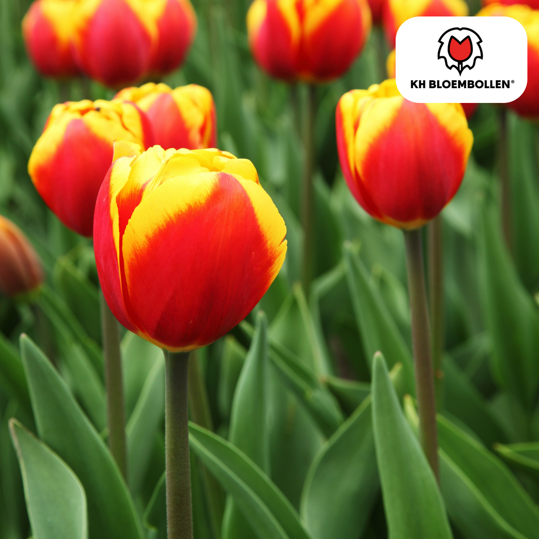 Tulpenzwiebeln Dow Jones | 20er-Pack | Kräftig Rot