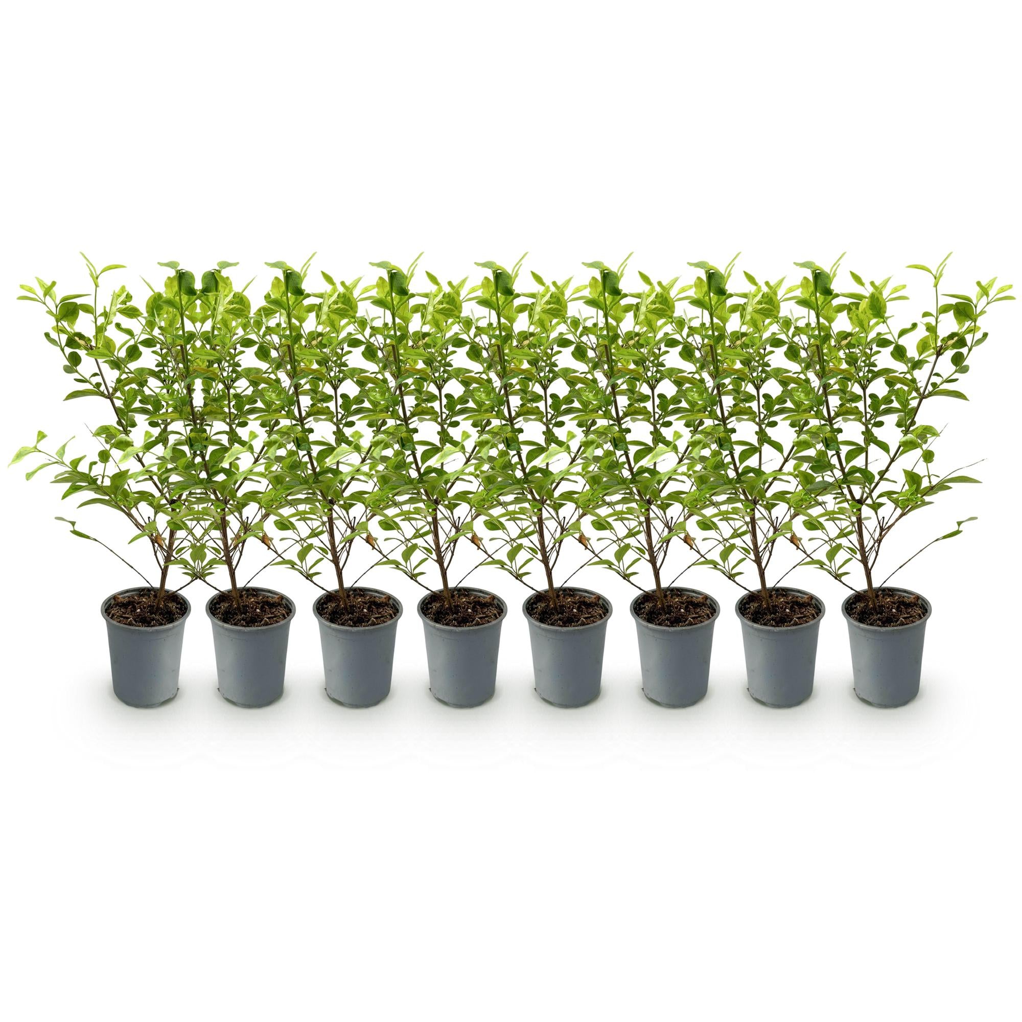 Ligustrum &