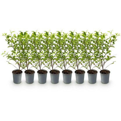 Ligustrum &