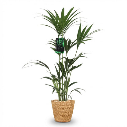 Howea Forsteriana - Kentia-Palme - 1 Pflanze - mit Korb oder Topf - Höhe 120-130cm