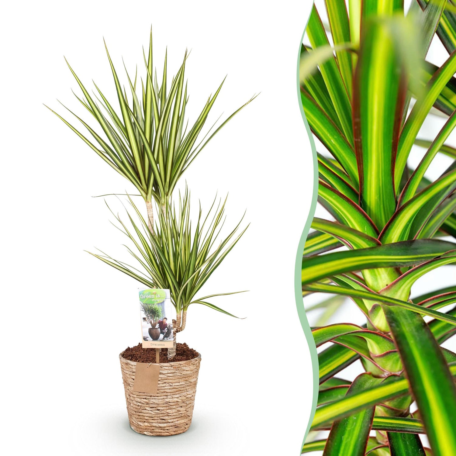 Dracaena Sunray - Drachenbaum mit Korb in verschiedenen Größen