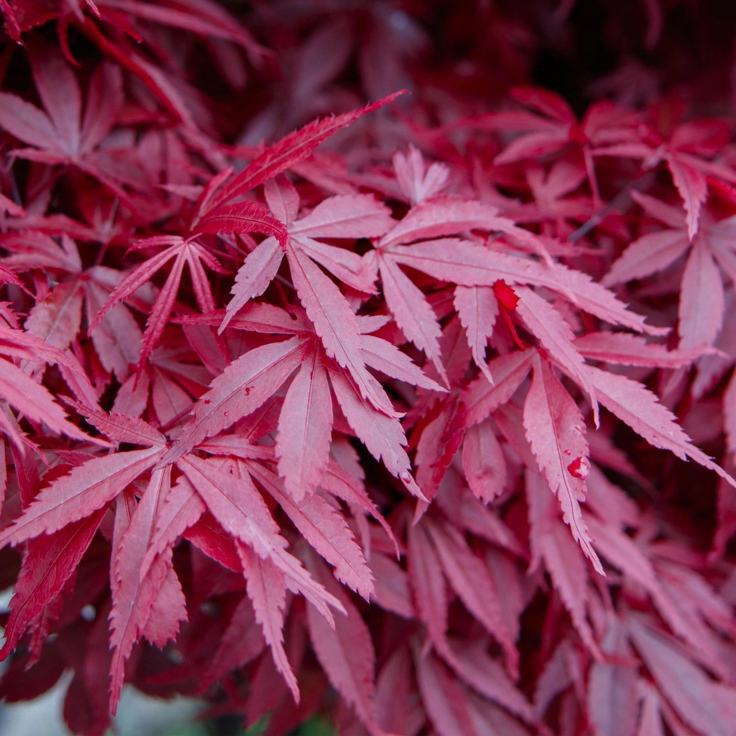 Japanischer Ahorn - Acer palmatum Skeeters Broom - Lila - 1 Pflanze - Laubabwerfend - Topf 19cm Höhe 70cm