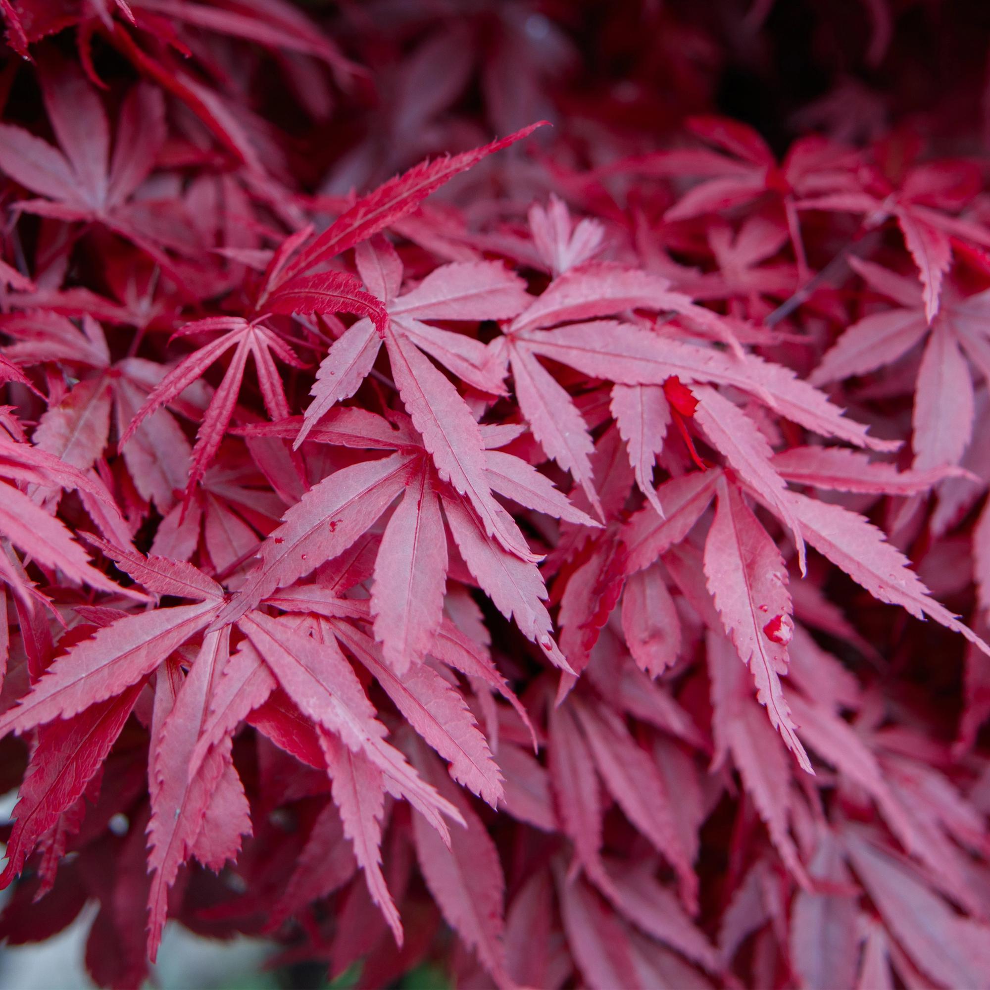 Japanischer Ahorn - Acer palmatum Skeeters Broom - Lila - 1 Pflanze - Laubabwerfend - Topf 19cm Höhe 70cm