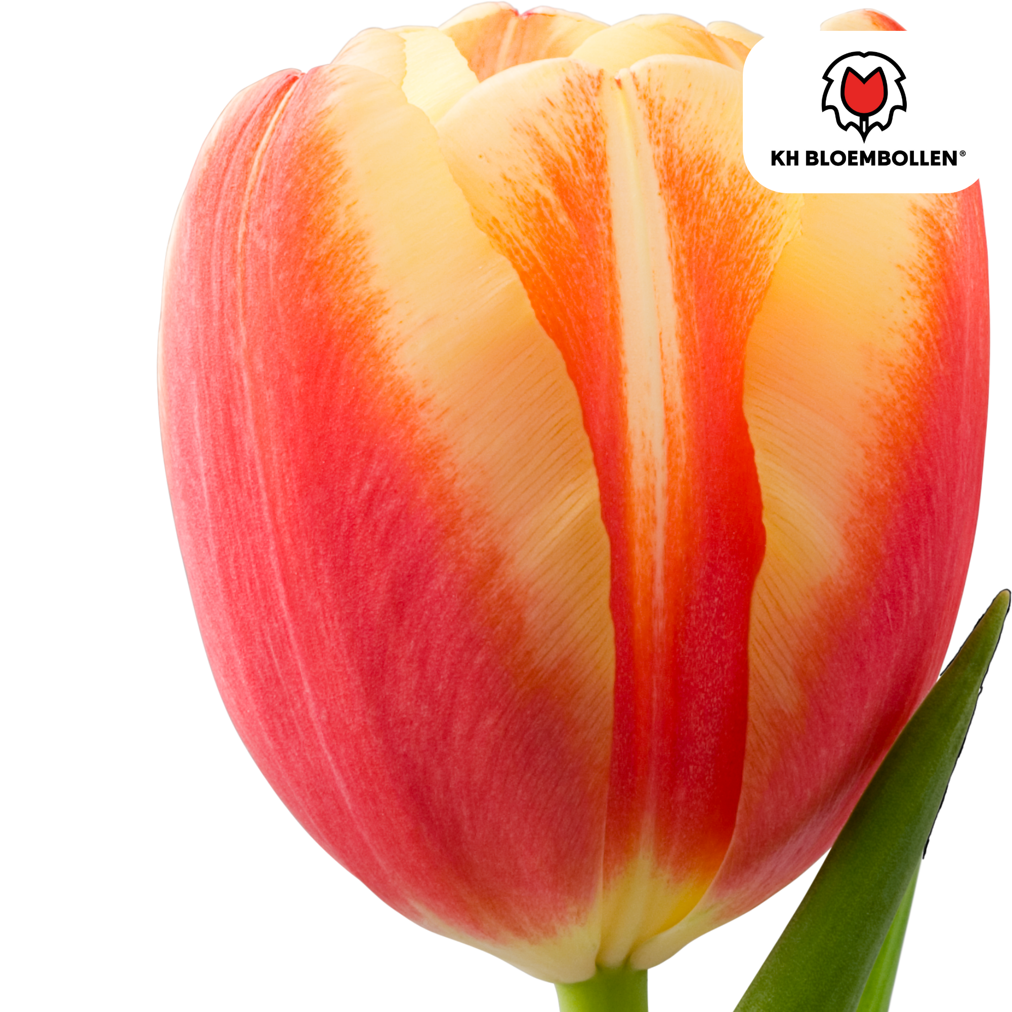 Tulpenzwiebeln Jan Seignette – 20er-Pack | Gefüllt &amp; feurig-orange