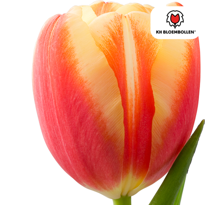 Tulpenzwiebeln Jan Seignette – 20er-Pack | Gefüllt &amp; feurig-orange