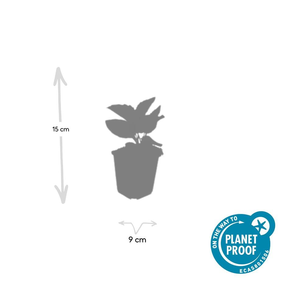 Rudbeckia fulgida ‘Goldsturm’ – 24 Pflanzen Ø 9 cm ↕ 10–25 cm – Winterharte Sonnenhut-Staude für sonnige Beete