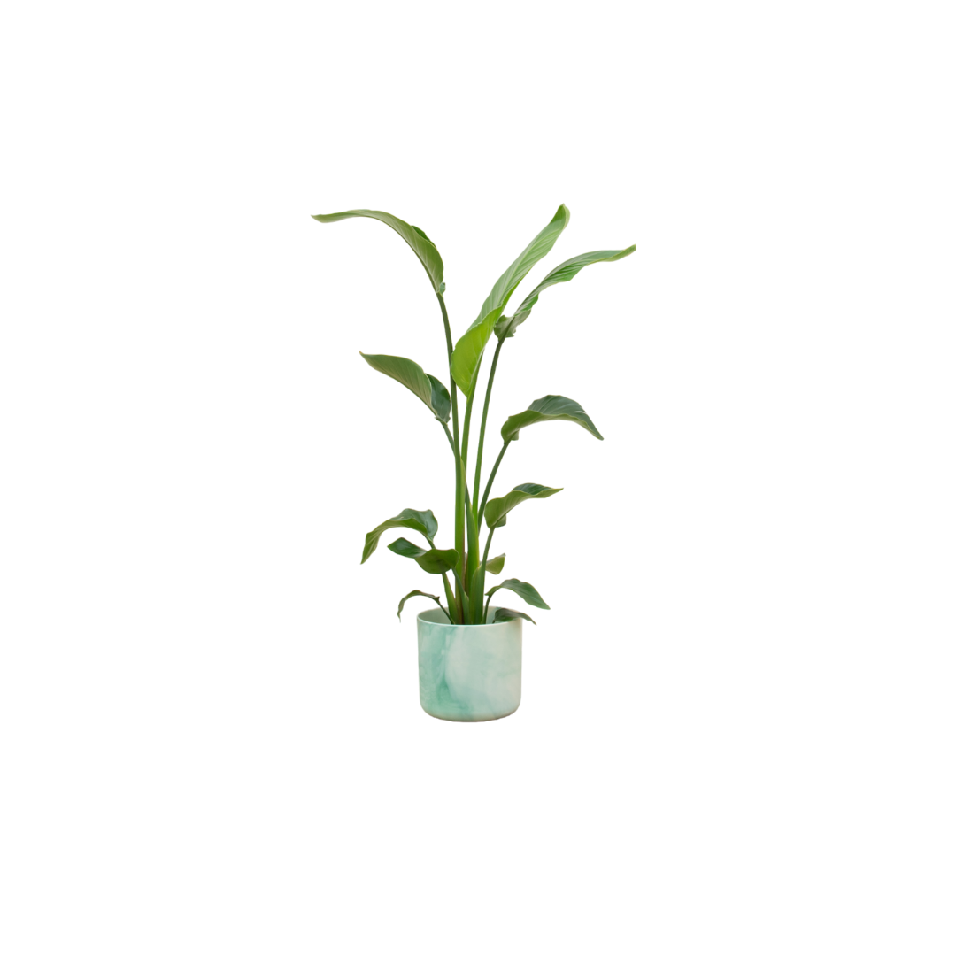 Strelitzia Nicolai 120cm mit Topf – Weißer Paradiesvogel für Ihr Zuhause