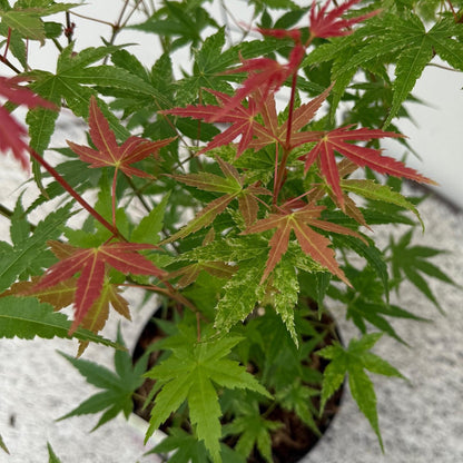 Japanischer Ahorn - Acer palmatum Phoenix - Rosa - 2 Pflanzen - Laubabwerfend - Topf 19cm Höhe 70cm