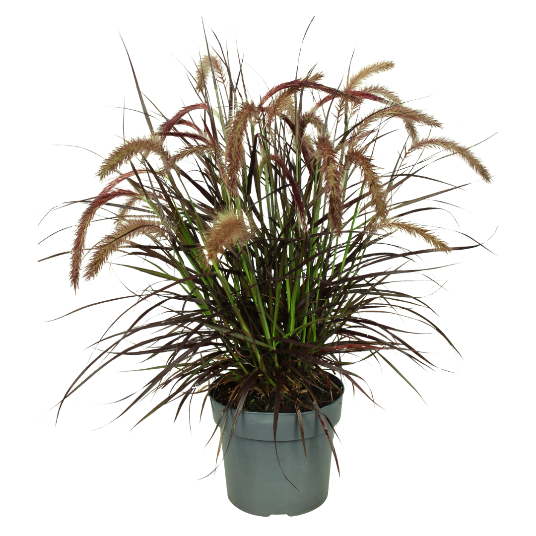 Pennisetum &
