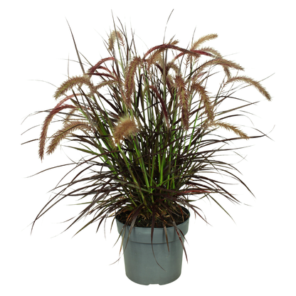Pennisetum &