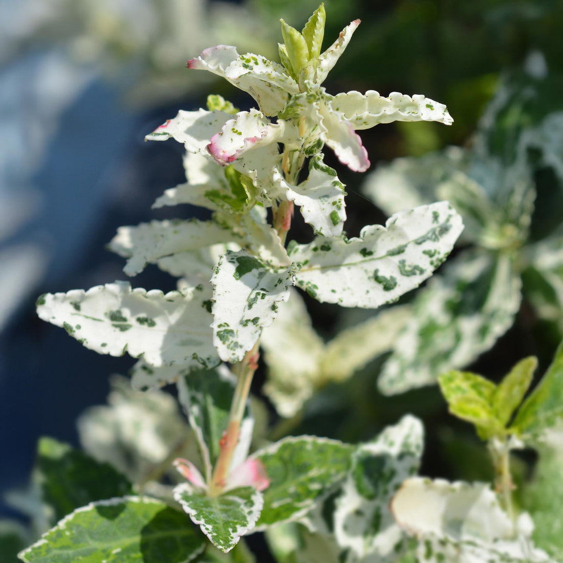 Euonymus fortunei Harlequin - Terrassenpflanze - Immergrün - Winterhart - Grün-Weiße Blätter - Topf 19cm Höhe 90cm