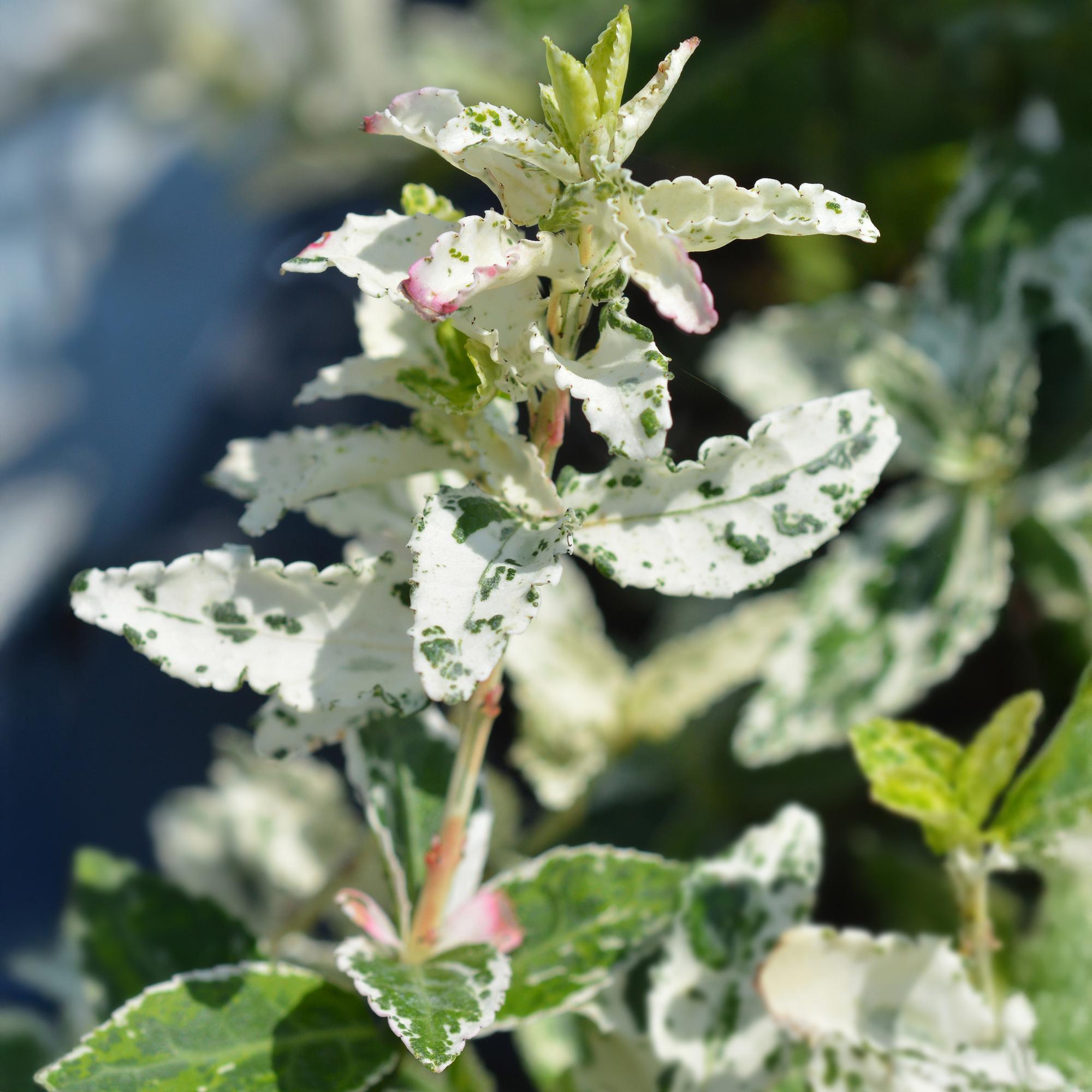 Euonymus fortunei Harlequin - Terrassenpflanze - Immergrün - Winterhart - Grün-Weiße Blätter - Topf 19cm Höhe 90cm