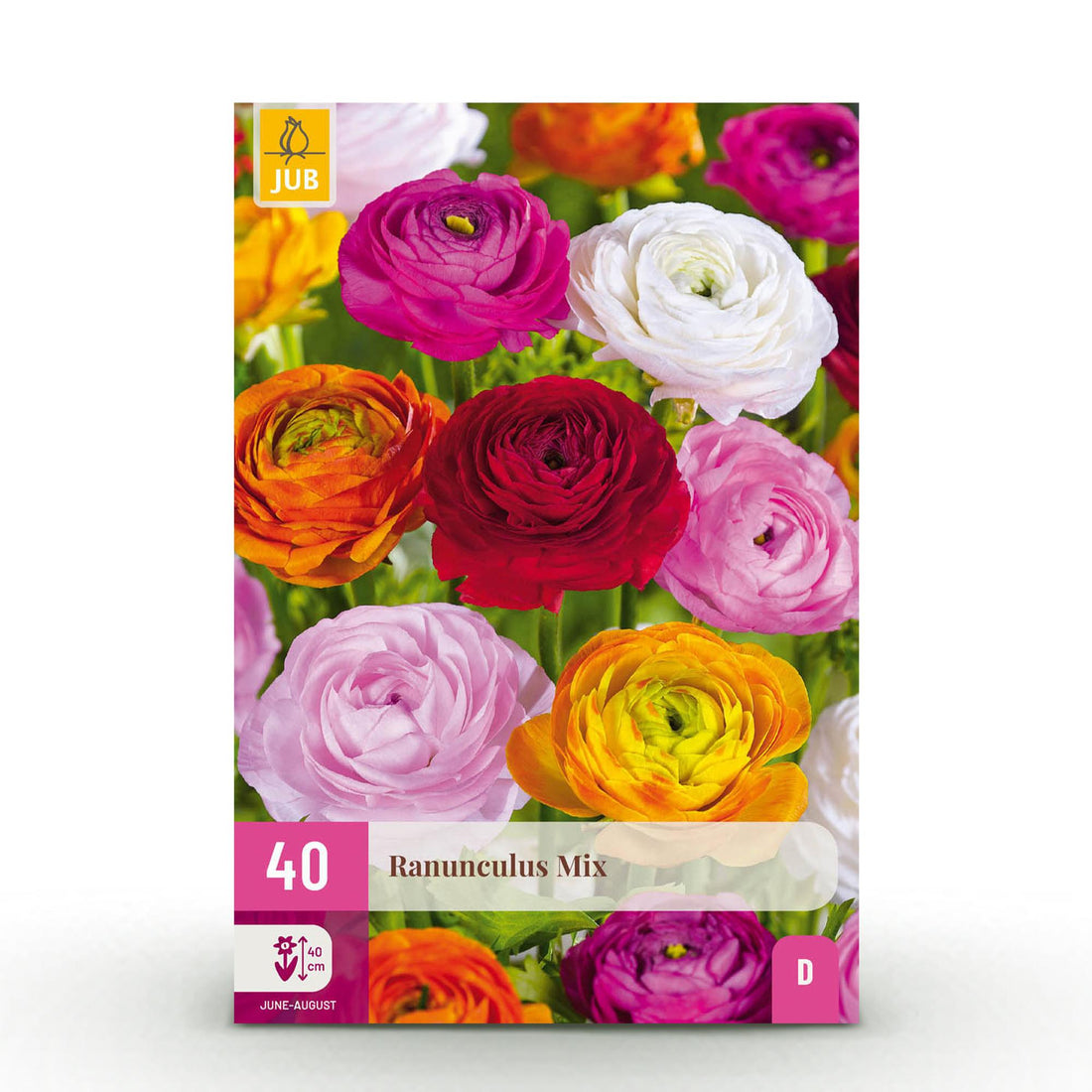 Blumenzwiebeln Asiatischer Hahnenfuß | 40 Stück Farbenmix – Zwiebelgröße 5/6 – XXL Pack