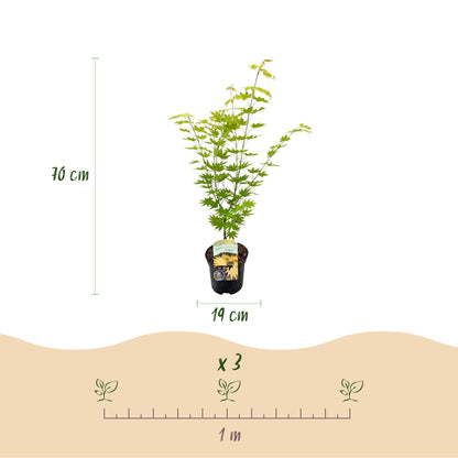 Japanischer Ahorn - Acer palmatum Jordan - Gelb - 2 Pflanzen - Laubabwerfend - Topf 19cm Höhe 70cm