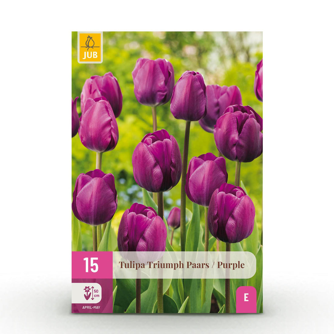 Tulpen Triumph Purple - Bulbs Hardy Perennial - Farbe Lila - 15 Stück - Zwiebelgröße 11/12 - XXL Pack