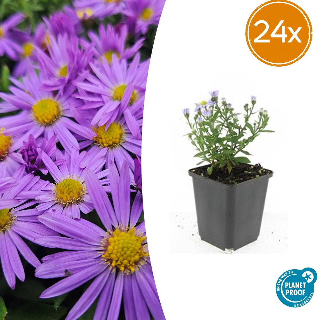 24x Aster dumosus ‘Prof. Anton Kippenberg’ – Herbstblühende Kissen-Aster für Beete &amp; Rabatten – Höhe 10–25 cm – Ø 9 cm