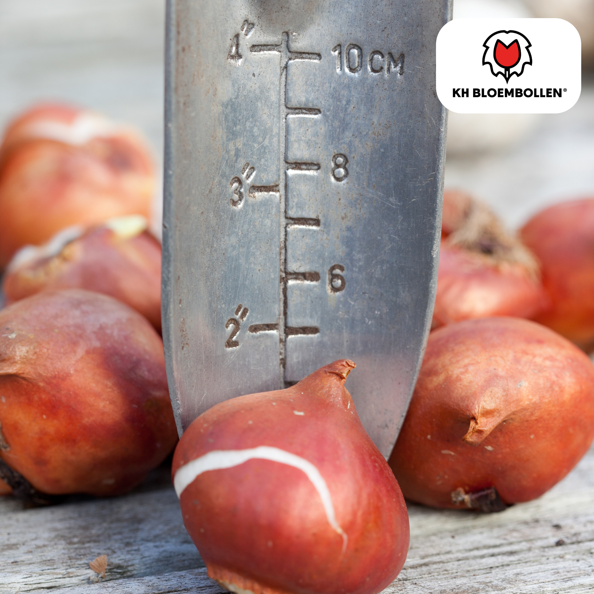 Tulpenzwiebeln Dafeng – 20er-Pack | Gefranste Tulpe Orange-Rot