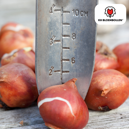 Tulpenzwiebeln Dafeng – 20er-Pack | Gefranste Tulpe Orange-Rot