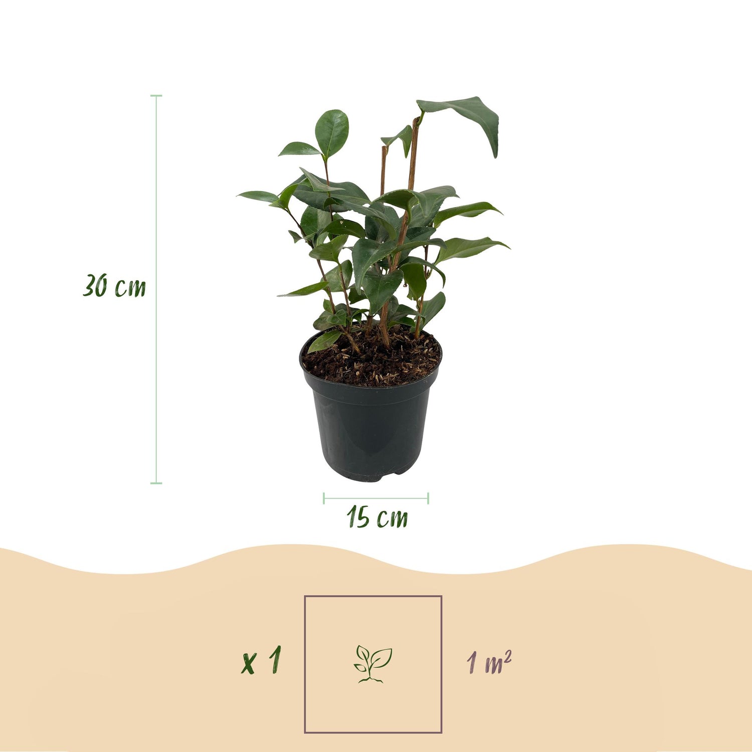 Camelia japonica Tricolour - Blüte Rosa, Weiß und Rot - 1 Pflanze - Immergrün - Topf 15cm Höhe 30cm