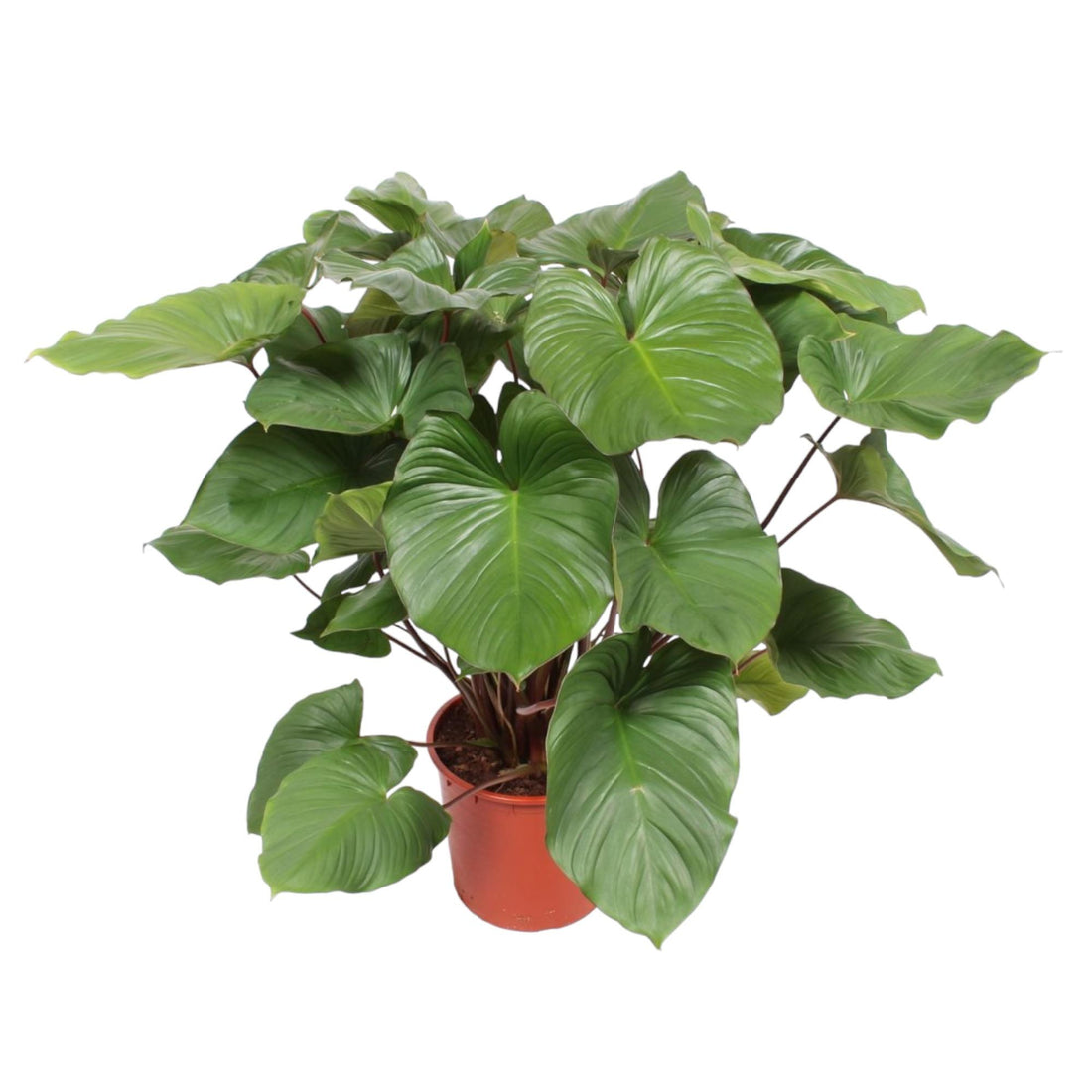 Homalomena Rubescens Maggy - 130 cm - ø34