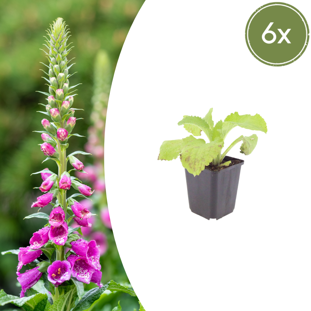 6x Digitalis purpurea - ↕10-25cm - Ø9cm