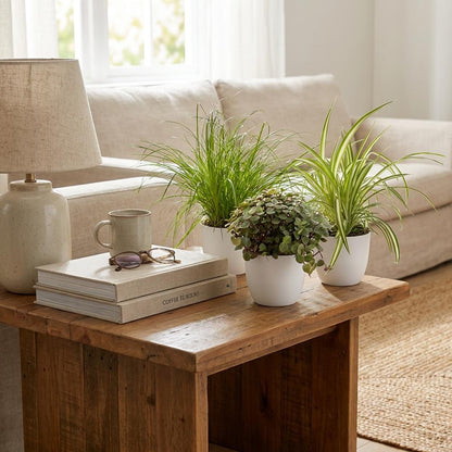 Mix aus 3 Zimmerpflanzen - Cyperus - Calissia - Chlorophytum - 3 Pflanzen mit Potter Topf Weiß, Grau oder Korb - Höhe 20cm