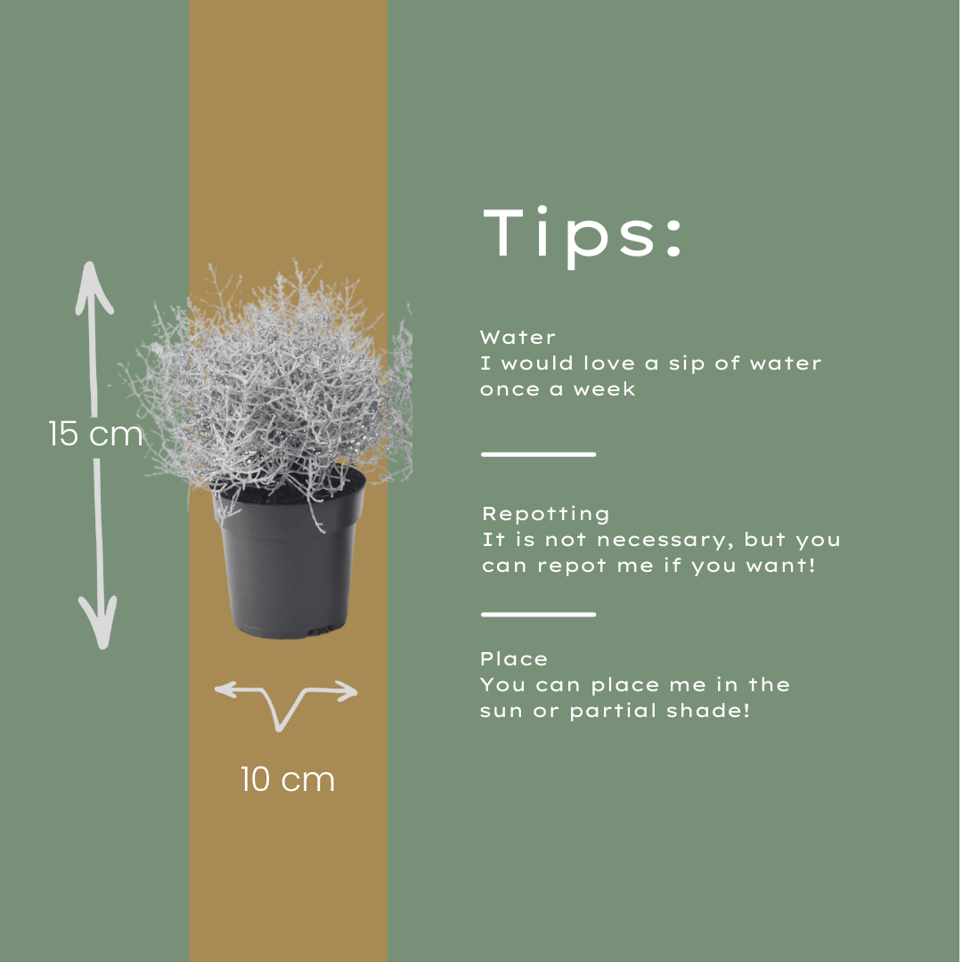 6x Calocephalus (Silberstrauch) – 10 cm Ø – 15 cm ↕