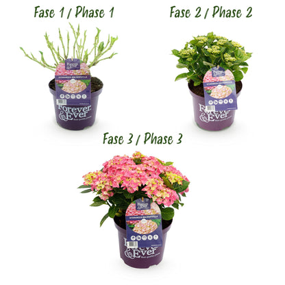 Balkon-Hortensie Forever &amp; Ever Rosa – 2 Pflanzen – 7–12 Blüten – Ø23 cm Topf – Höhe ca. 55 cm