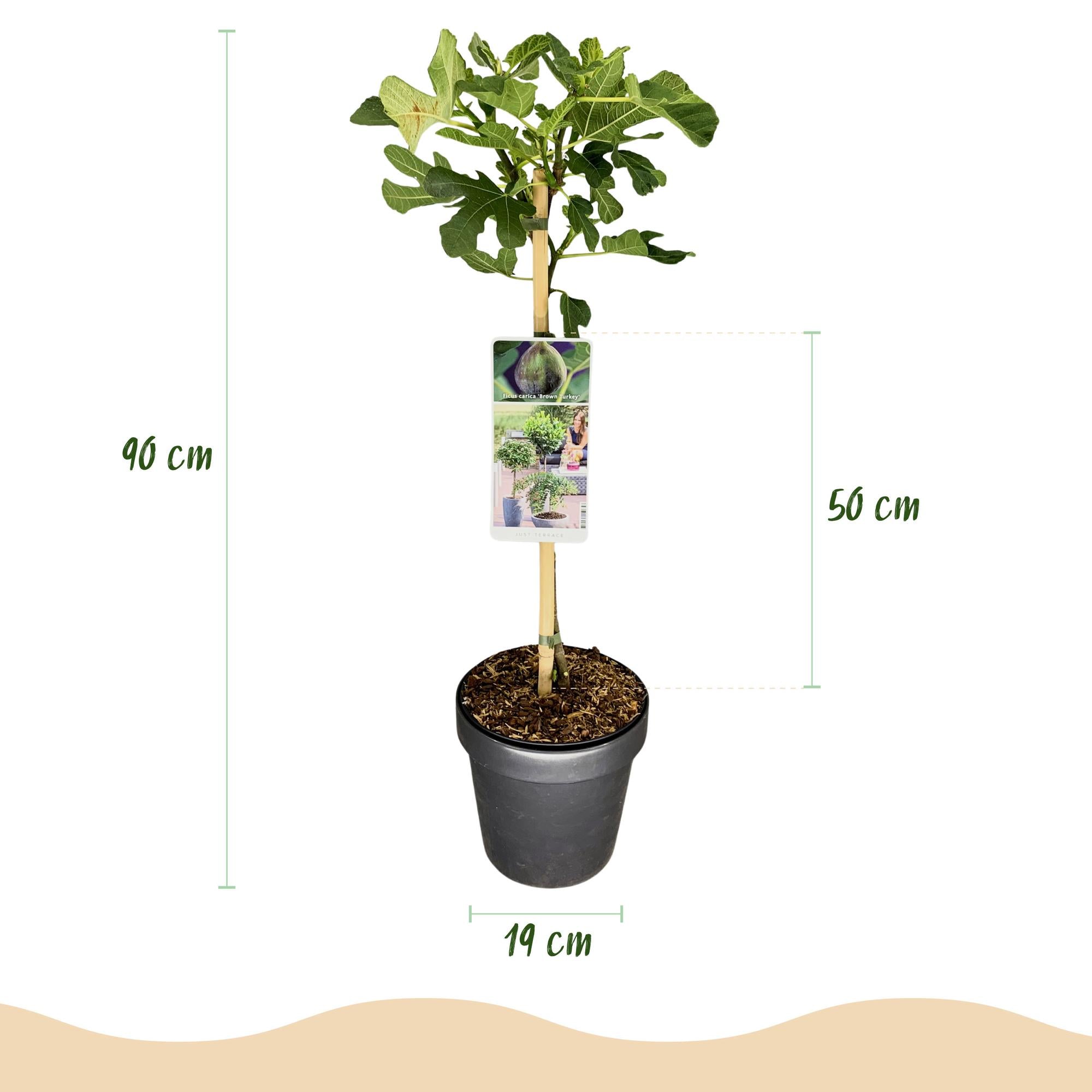 Feigenbaum Ficus carica Brown Turkey - Höhe 90cm