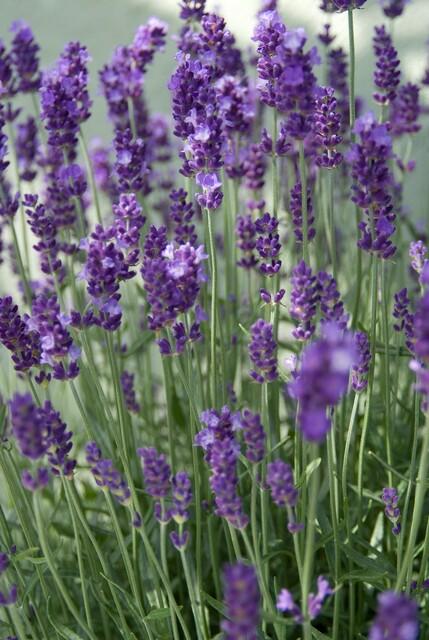 24x Lavandula ang. &