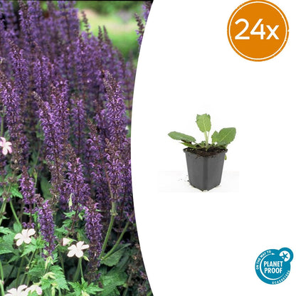 Salvia nemorosa ‘Mainacht’ – 24 Stück, Ø 9 cm Topf, ↕ 10–25 cm – Duftender, winterharter Ziersalbei für Garten &amp; Bienen