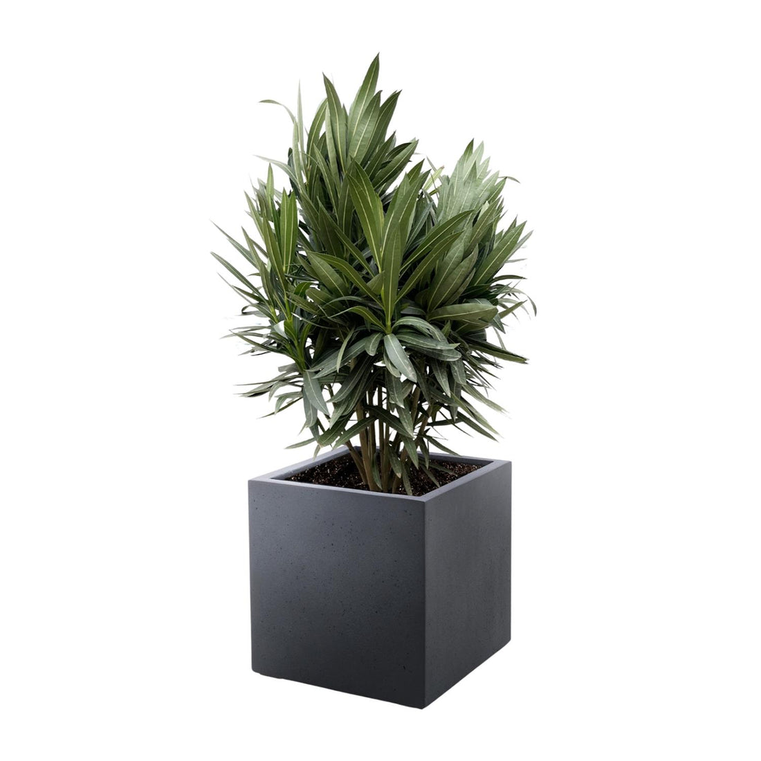 Oleander Hecke – Nerium Oleander – Immergrün &amp; Mediterran – Für dichte, blühende Hecken