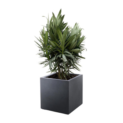 Oleander Hecke – Nerium Oleander – Immergrün &amp; Mediterran – Für dichte, blühende Hecken