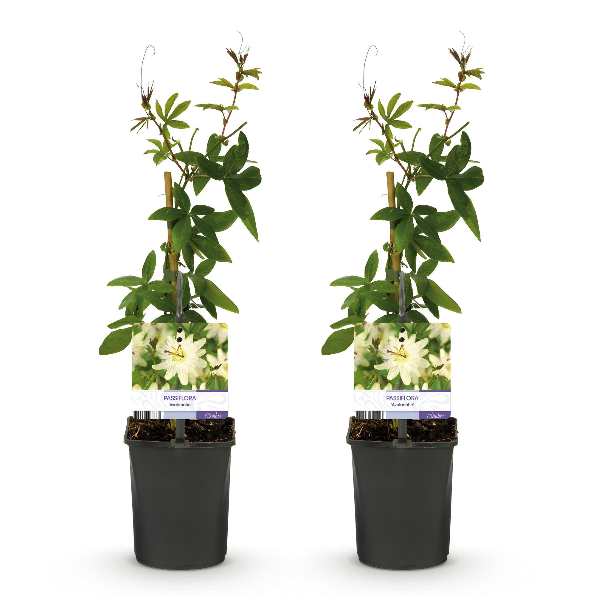 Passionsblume Passiflora Avalanche | Weiße Blüten – 2 Pflanzen 40 cm Ø11 cm Topf