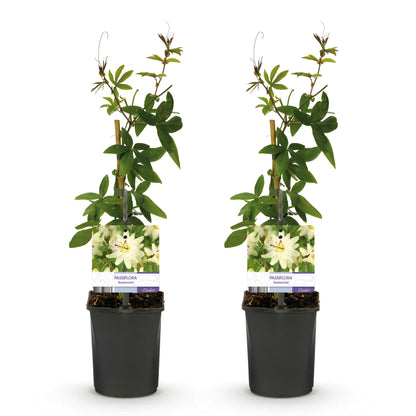 Passionsblume Passiflora Avalanche | Weiße Blüten – 2 Pflanzen 40 cm Ø11 cm Topf
