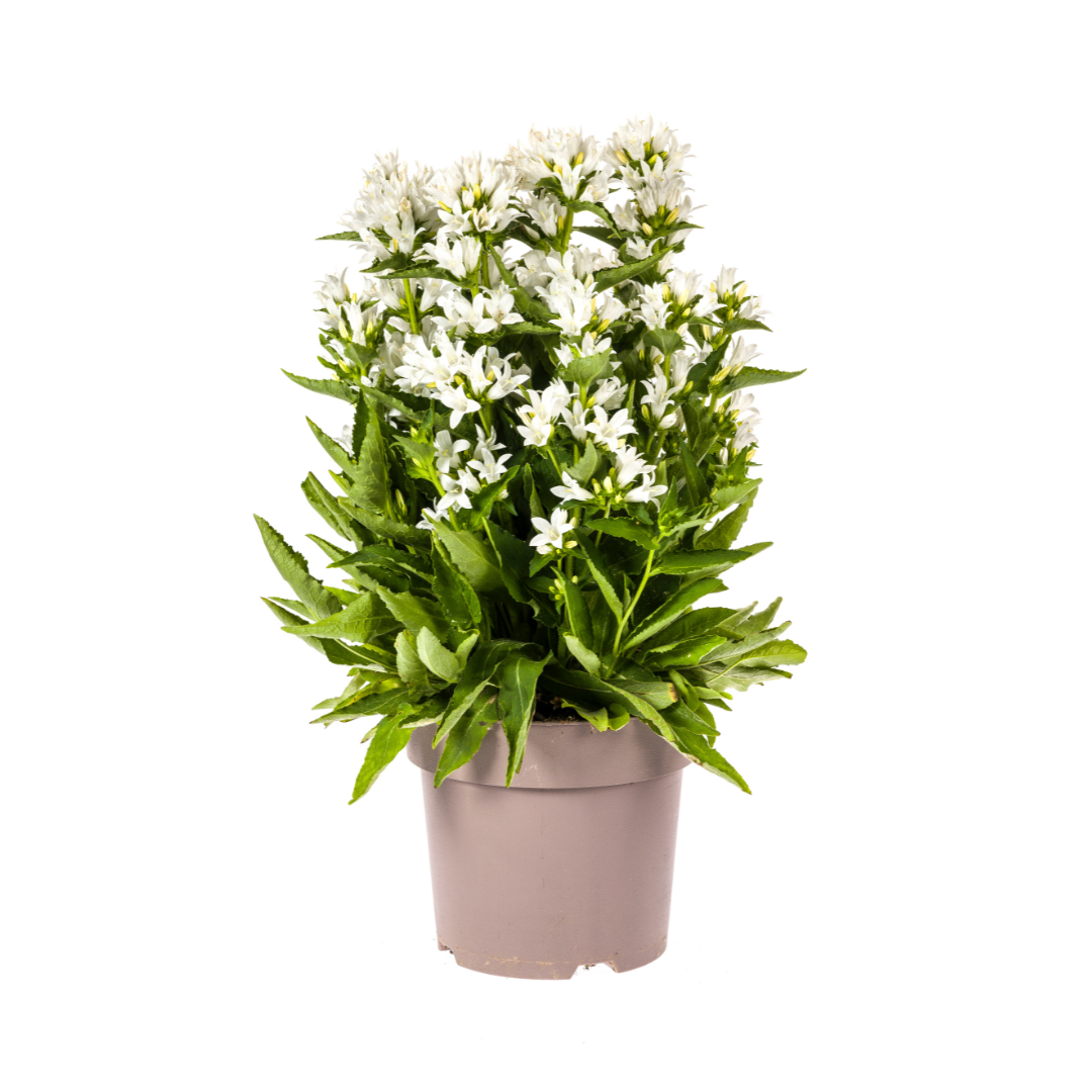 Knäuel-Glockenblume &quot;Genti&quot; Ø19cm - ↕30 - 40cm