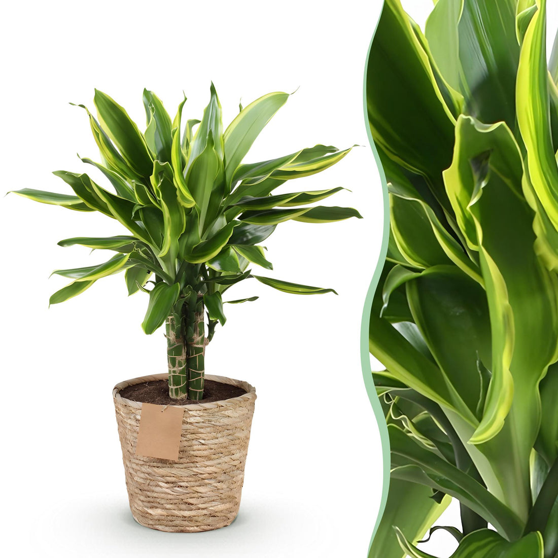 Dracaena fragrans Golden Coast - Drachenbaum mit Korb  Höhe 50-55cm