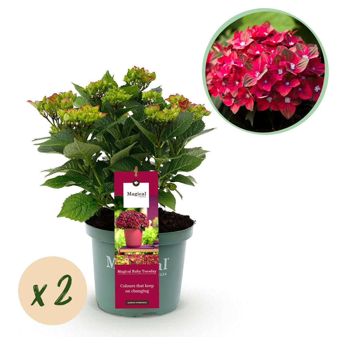 Balkon-Hortensie Magical Tuesday &amp; Sapphire Rot – 2 Pflanzen – 6–10 Blüten – Ø23 cm Topf – Höhe ca. 55 cm