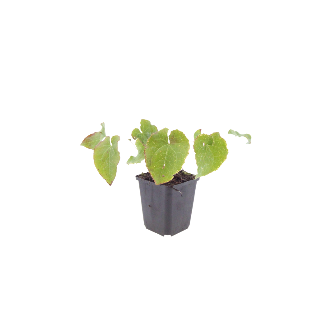 6x Epimedium perralc. &