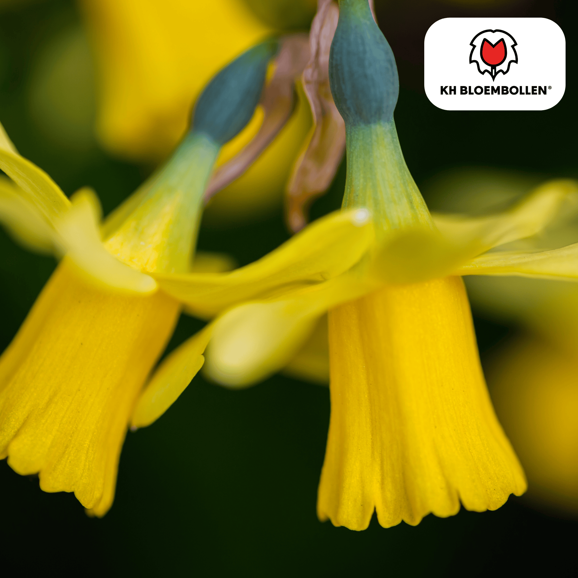Narzissen Head to Head – 25 Stück | Früh &amp; bienenfreundlich