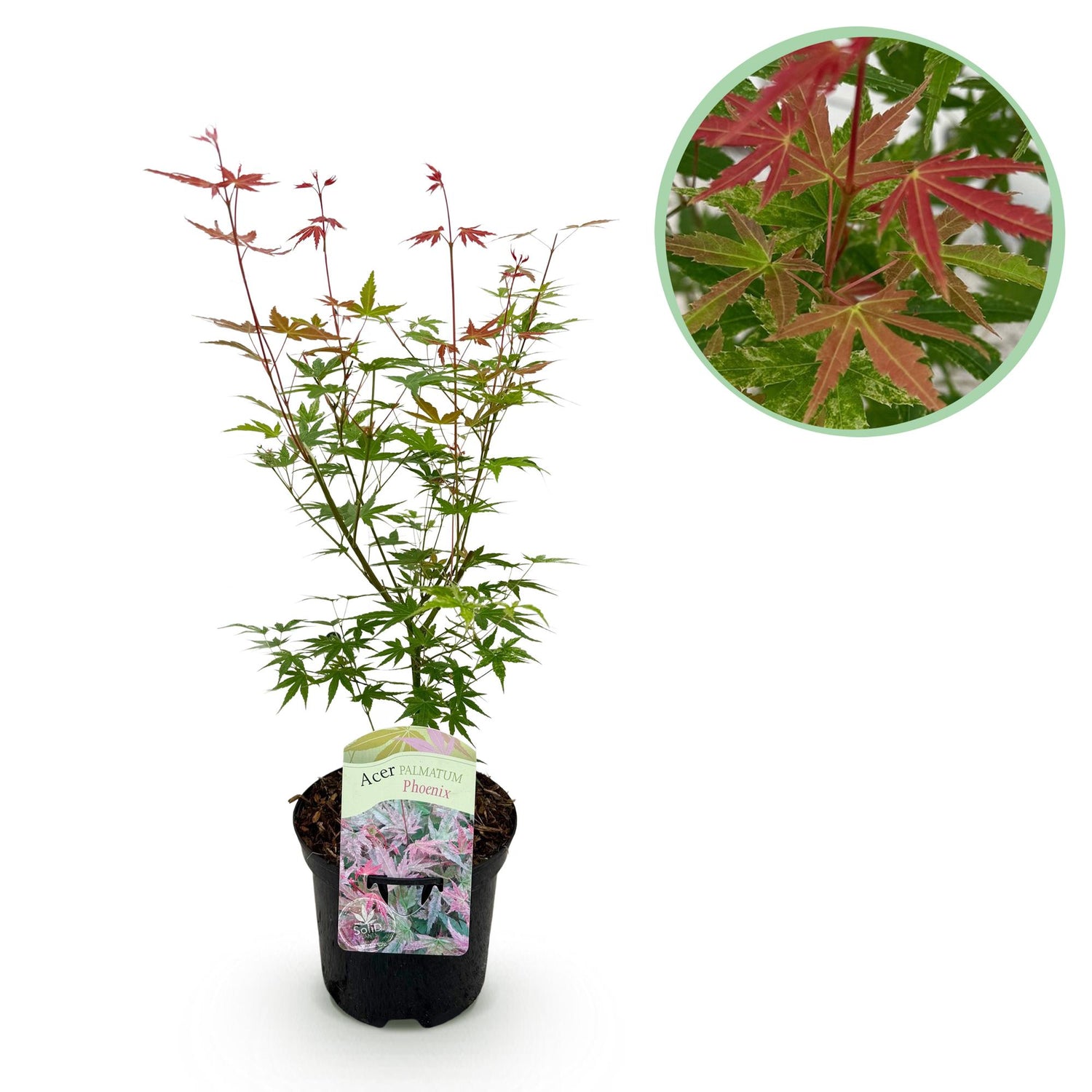 Japanischer Ahorn - Acer palmatum Phoenix - Rosa - 1 Pflanze - Laubabwerfend - Topf 19cm Höhe 70cm