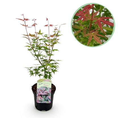 Japanischer Ahorn - Acer palmatum Phoenix - Rosa - 1 Pflanze - Laubabwerfend - Topf 19cm Höhe 70cm
