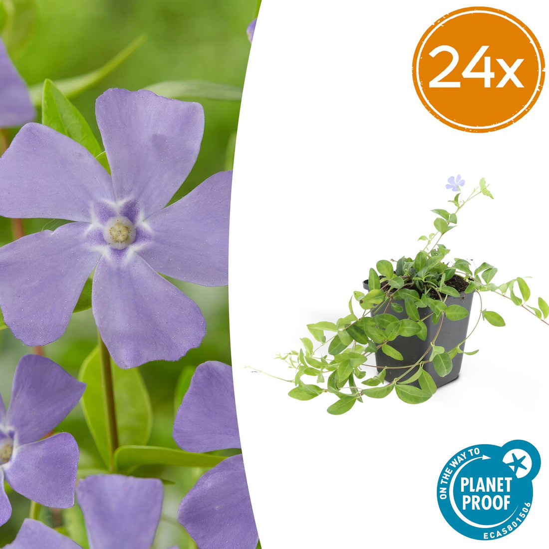 24x Vinca minor &