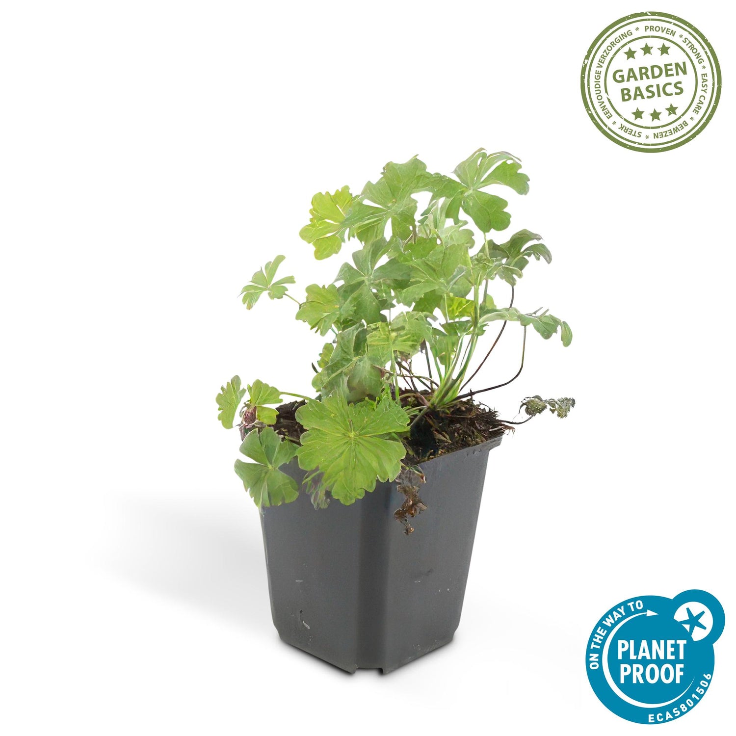 24x Geranium cantabrigiense ‘Biokovo’ – Duft-Storchschnabel für Garten &amp; Beete – Höhe 10–25 cm – Ø 9 cm