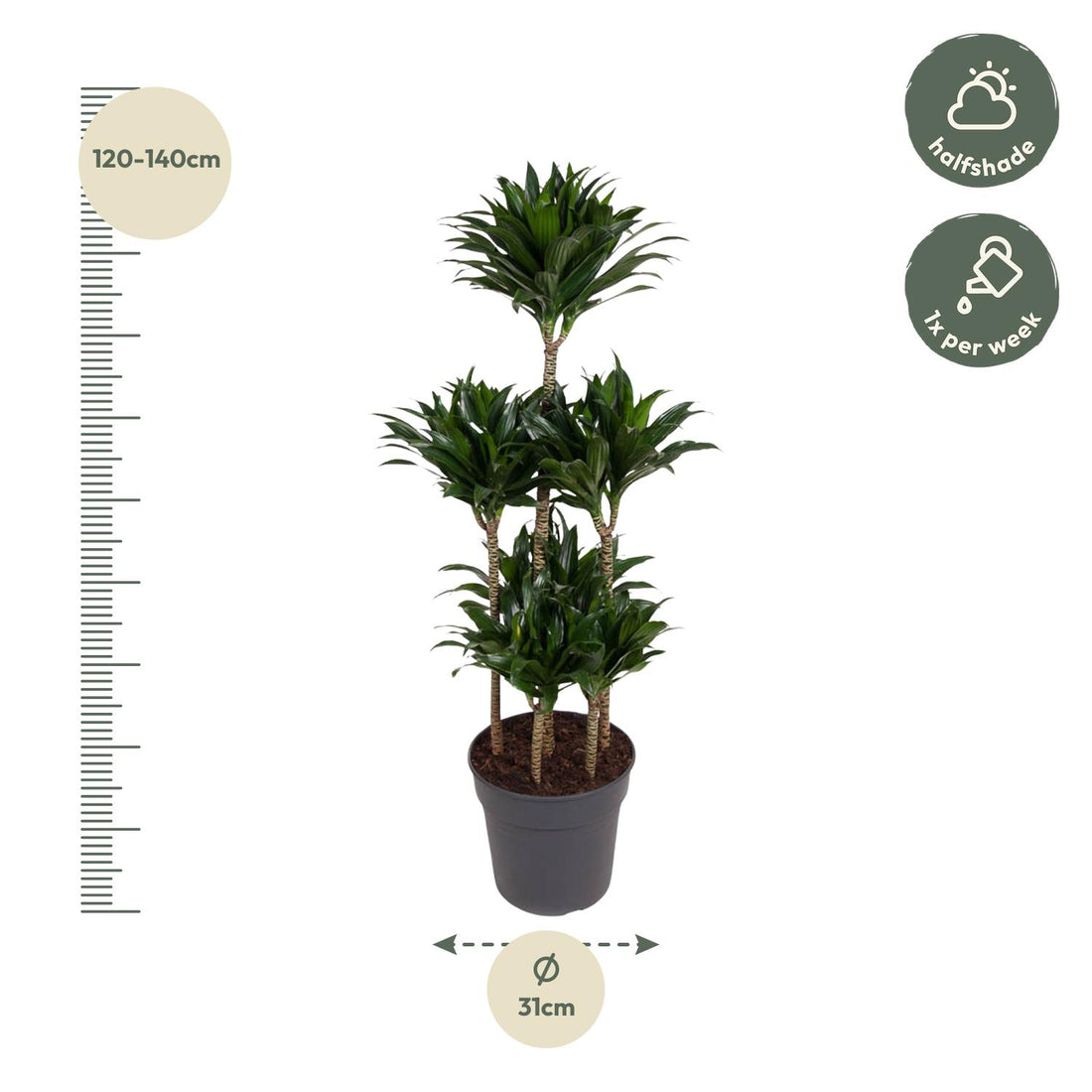 Dracaena Compacta – Pflegeleichte Zimmerpflanze für dein Zuhause