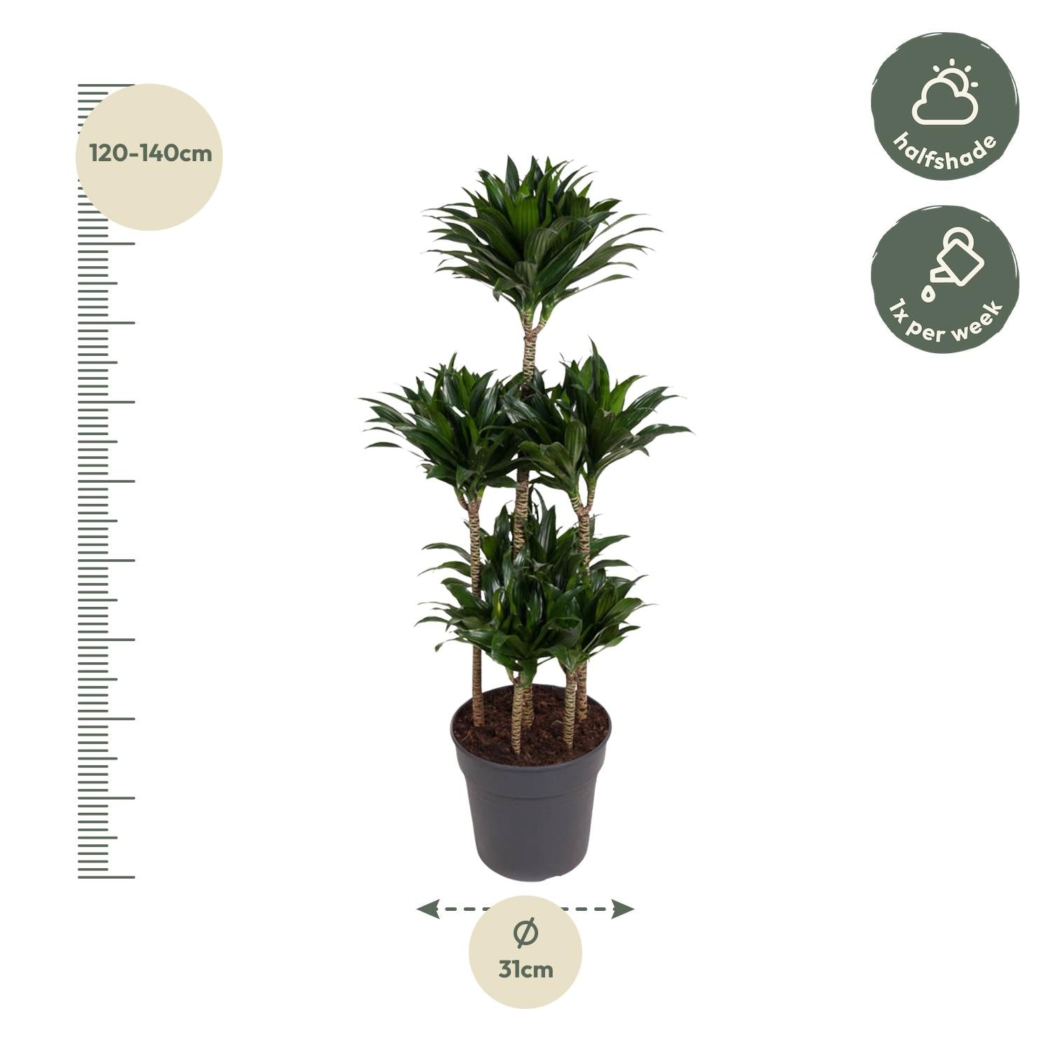 Dracaena Compacta – Pflegeleichte Zimmerpflanze für dein Zuhause