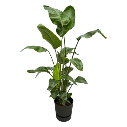 Strelitzia Nicolai 180cm mit Topf – Weißer Paradiesvogel für Ihr Zuhause